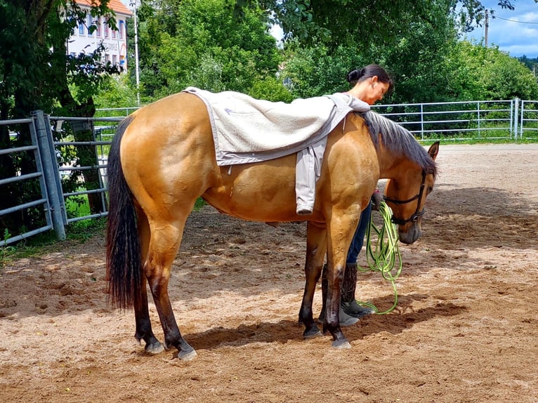 American Quarter Horse Klacz 3 lat 148 cm Jelenia in Balingen