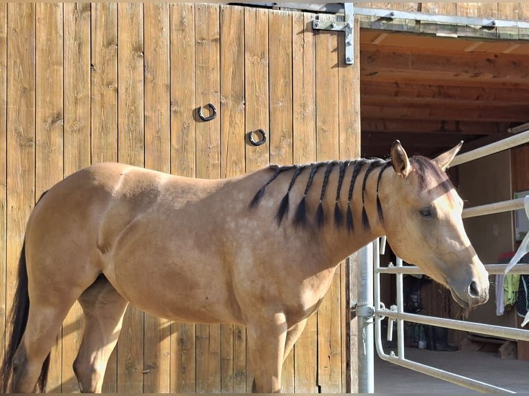 American Quarter Horse Klacz 3 lat 148 cm Jelenia in Balingen