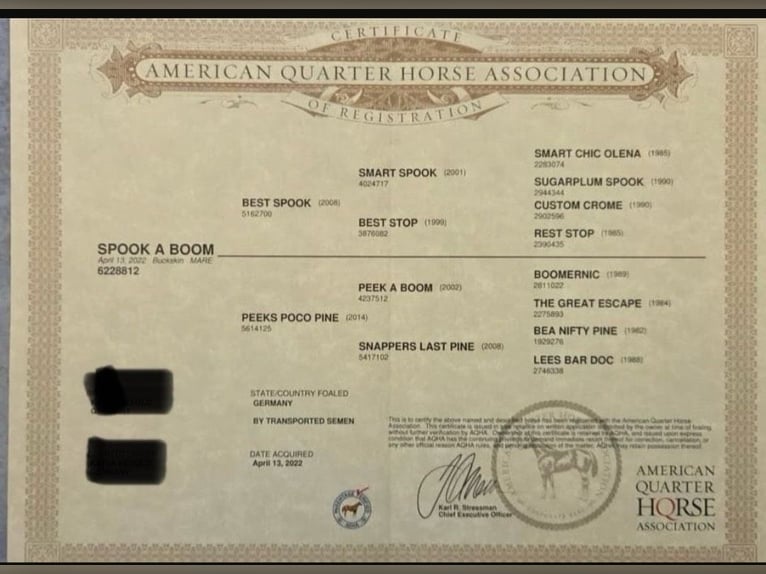 American Quarter Horse Klacz 3 lat 148 cm Jelenia in Walsdorf