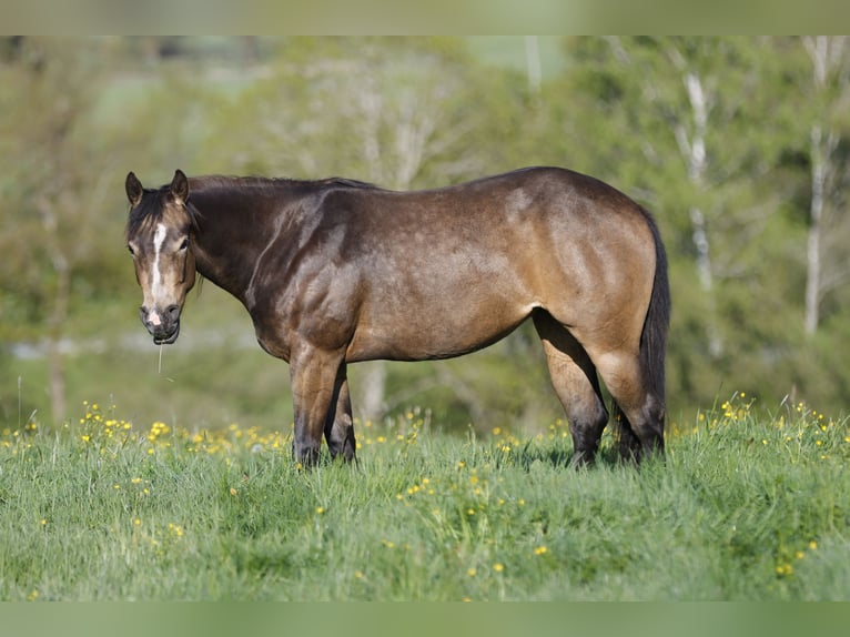 American Quarter Horse Klacz 3 lat 148 cm Jelenia in Iffeldorf
