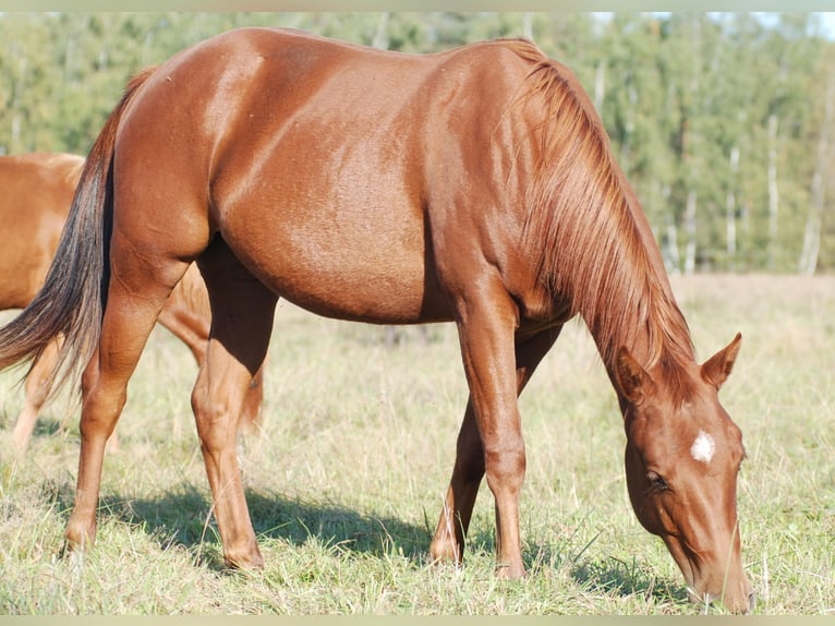 American Quarter Horse Klacz 3 lat 148 cm Kasztanowata in Finsterwalde