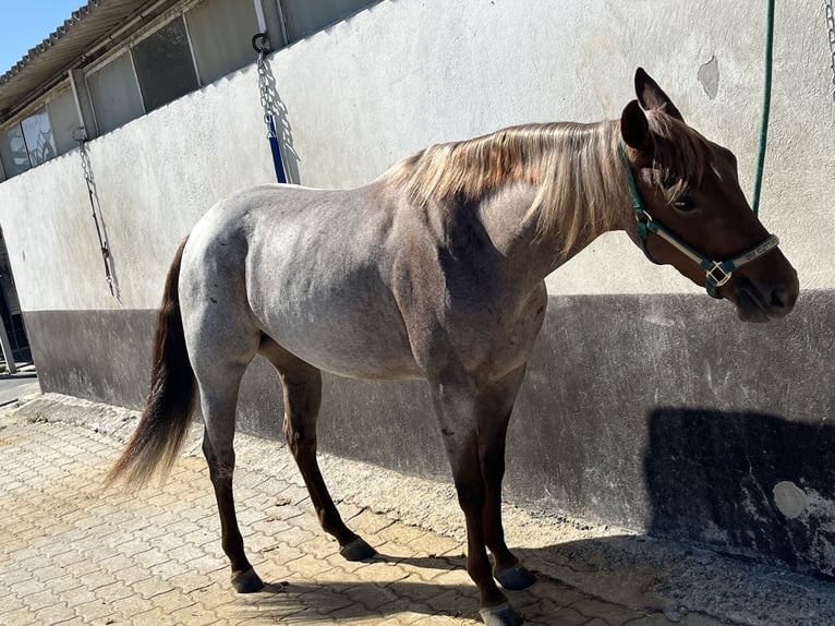 American Quarter Horse Klacz 3 lat 148 cm Kasztanowatodereszowata in Kappelen