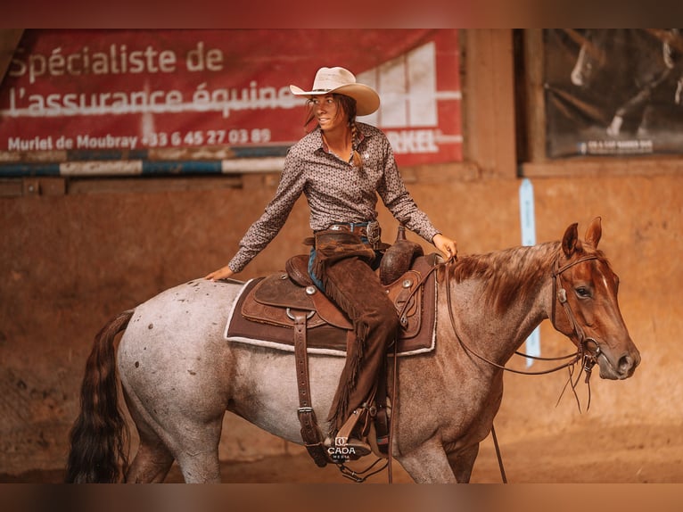 American Quarter Horse Klacz 3 lat 148 cm Kasztanowatodereszowata in Kappelen