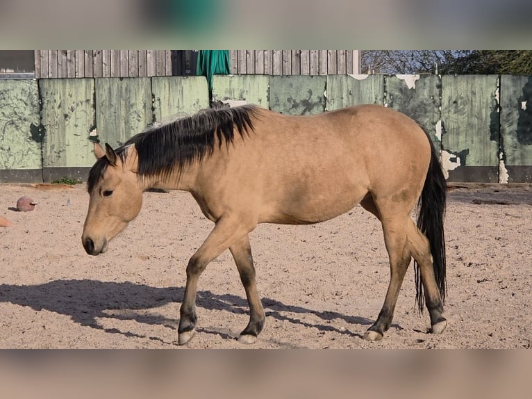 American Quarter Horse Klacz 3 lat 149 cm Jelenia in Langenbach