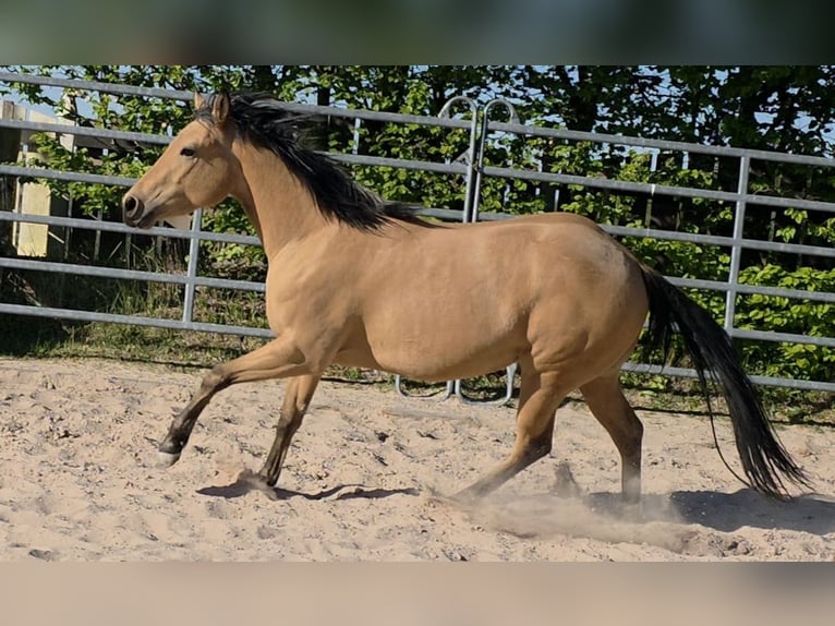 American Quarter Horse Klacz 3 lat 149 cm Jelenia in Langenbach