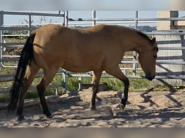 American Quarter Horse Klacz 3 lat 149 cm Jelenia in Langenbach