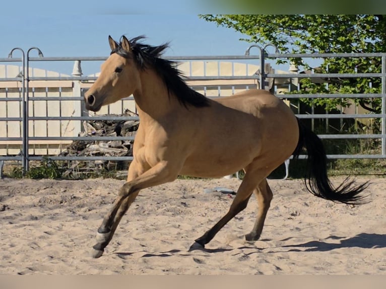 American Quarter Horse Klacz 3 lat 149 cm Jelenia in Langenbach