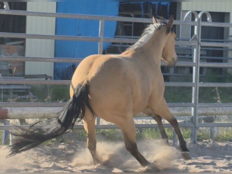 American Quarter Horse Klacz 3 lat 149 cm Jelenia in Langenbach