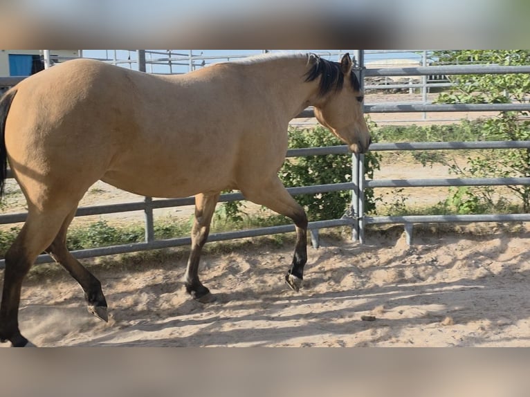 American Quarter Horse Klacz 3 lat 149 cm Jelenia in Langenbach