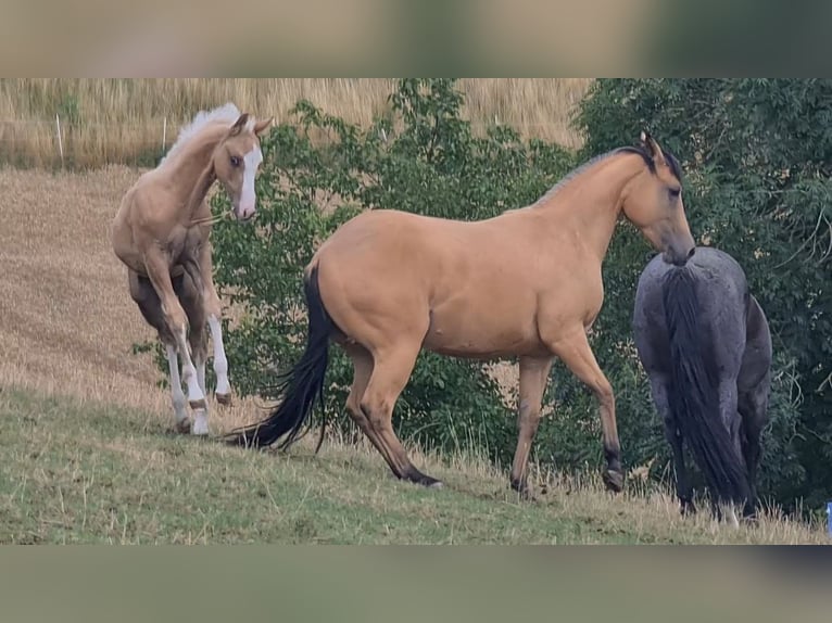 American Quarter Horse Klacz 3 lat 149 cm Jelenia in Langenbach