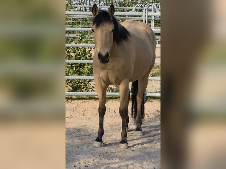 American Quarter Horse Klacz 3 lat 149 cm Jelenia in Langenbach