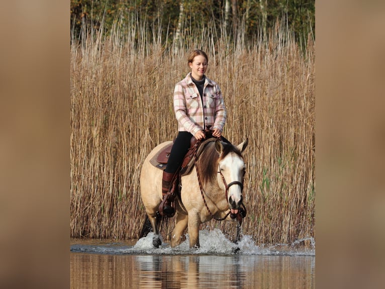 American Quarter Horse Mix Klacz 3 lat 150 cm Bułana in Oberhausen