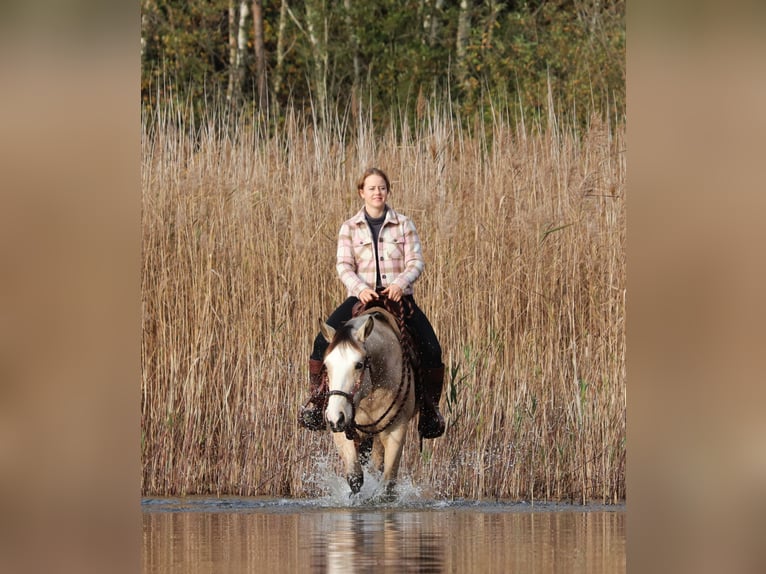 American Quarter Horse Mix Klacz 3 lat 150 cm Bułana in Oberhausen