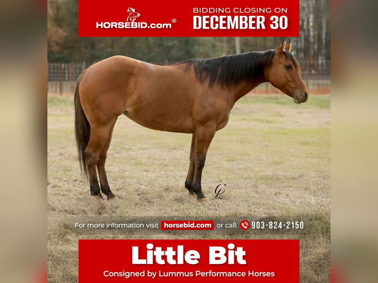 American Quarter Horse Klacz 3 lat 150 cm Bułana in Bloomburg, TX