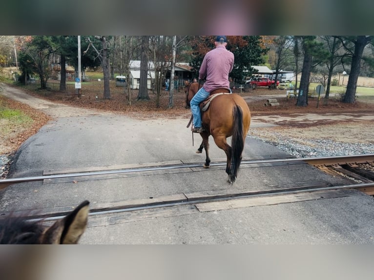 American Quarter Horse Klacz 3 lat 150 cm Bułana in Bloomburg, TX