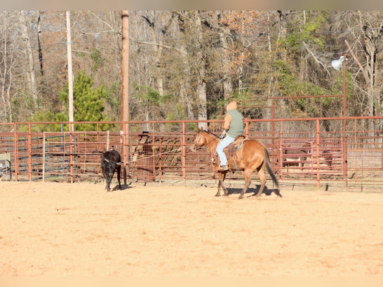 American Quarter Horse Klacz 3 lat 150 cm Bułana in Bloomburg, TX