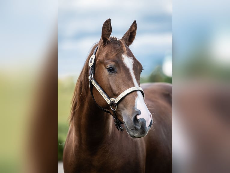 American Quarter Horse Klacz 3 lat 150 cm Ciemnokasztanowata in Pottenstein