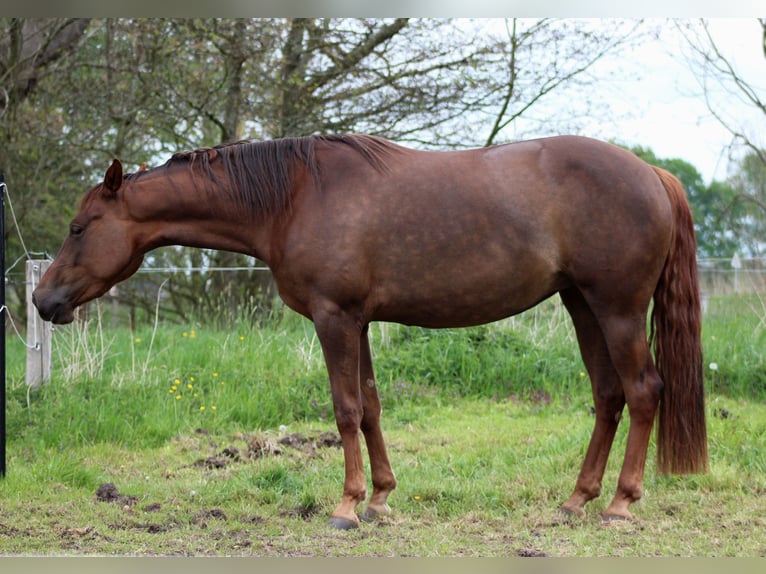 American Quarter Horse Klacz 3 lat 150 cm Ciemnokasztanowata in Stade
