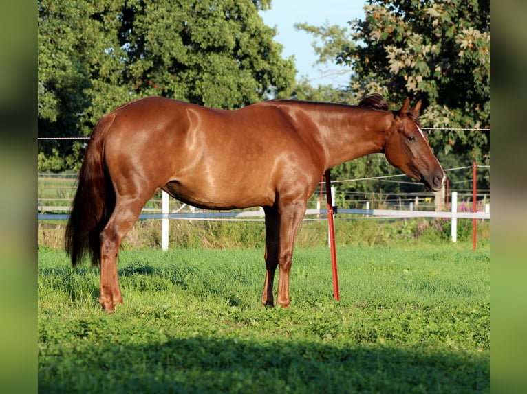 American Quarter Horse Klacz 3 lat 150 cm Ciemnokasztanowata in Stade