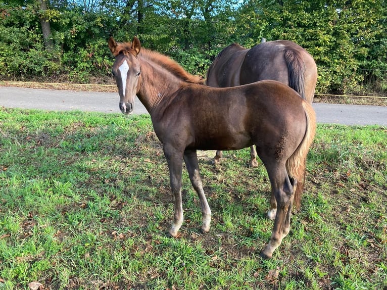 American Quarter Horse Klacz 3 lat 150 cm Ciemnokasztanowata in Spabrücken