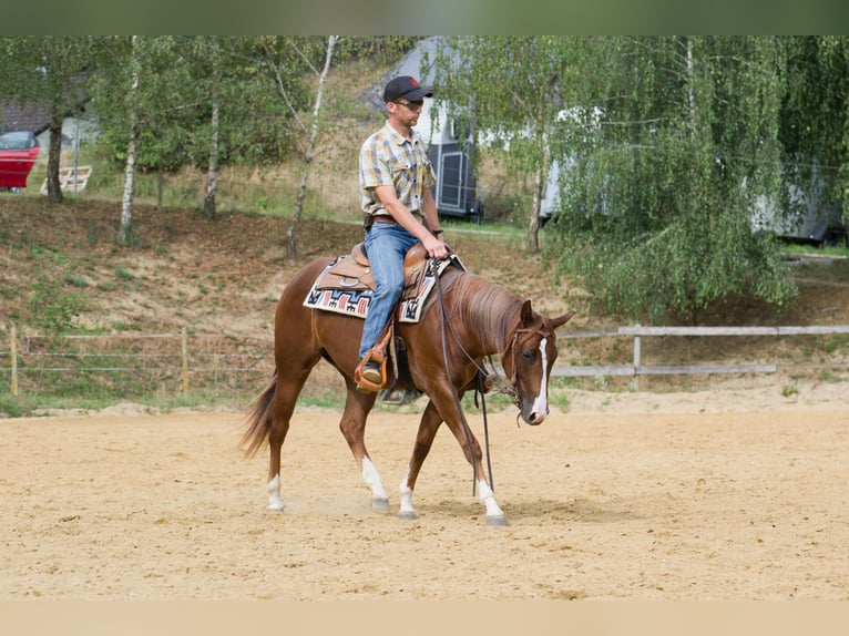 American Quarter Horse Klacz 3 lat 150 cm Ciemnokasztanowata in Steyregg