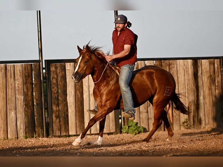 American Quarter Horse Klacz 3 lat 150 cm Cisawa in Waco