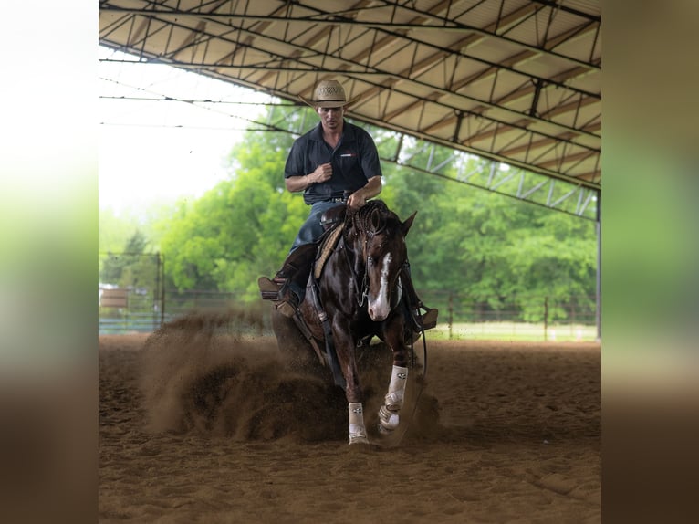 American Quarter Horse Klacz 3 lat 150 cm Cisawa in Marshall, MO