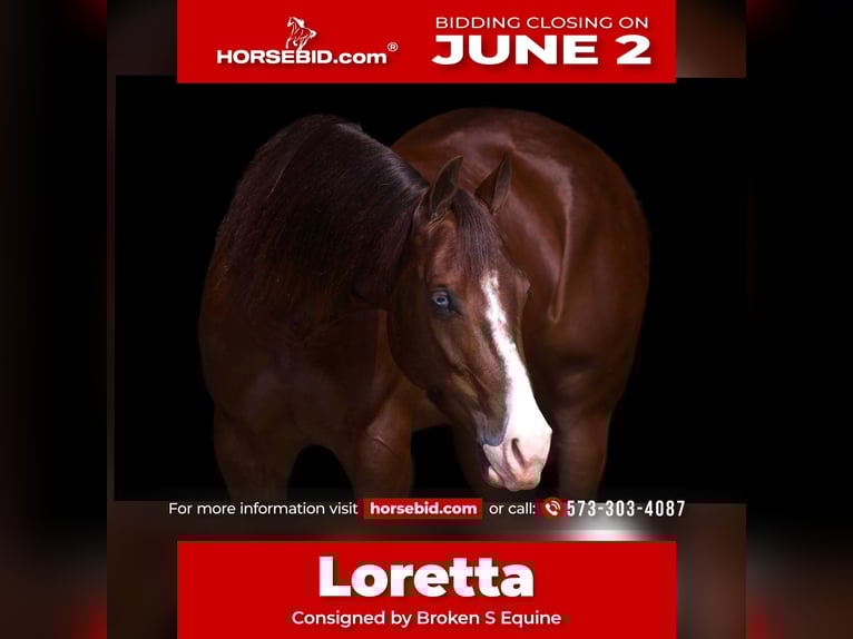 American Quarter Horse Klacz 3 lat 150 cm Cisawa in Marshall, MO