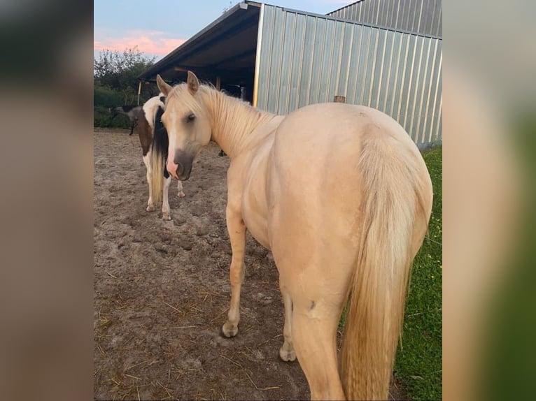 American Quarter Horse Klacz 3 lat 150 cm Dunalino in H&#xF6;ringen