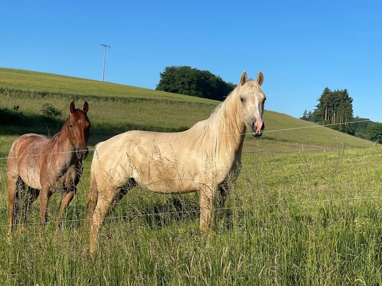 American Quarter Horse Klacz 3 lat 150 cm Dunalino in H&#xF6;ringen