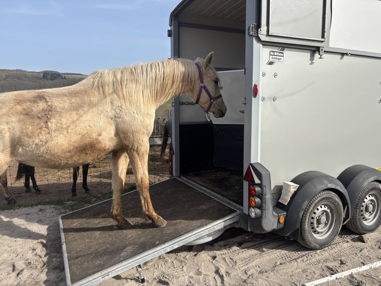 American Quarter Horse Klacz 3 lat 150 cm Dunalino in H&#xF6;ringen