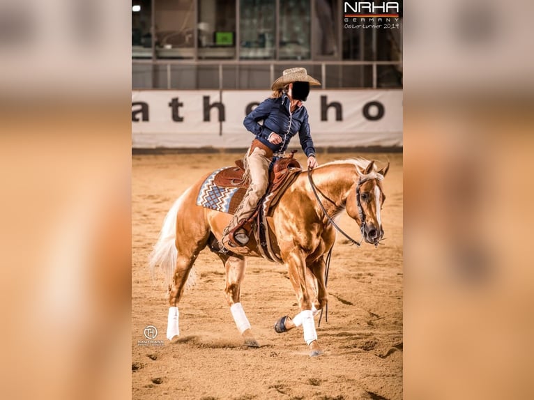 American Quarter Horse Klacz 3 lat 150 cm Dunalino in H&#xF6;ringen