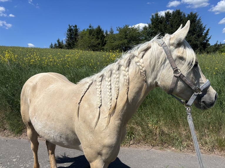 American Quarter Horse Klacz 3 lat 150 cm Dunalino in H&#xF6;ringen