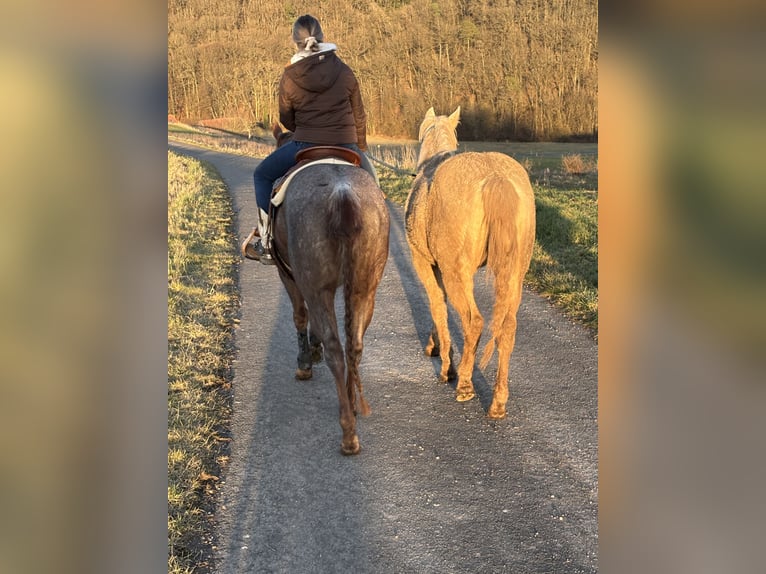 American Quarter Horse Klacz 3 lat 150 cm Dunalino in H&#xF6;ringen