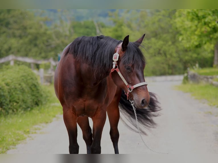 American Quarter Horse Klacz 3 lat 150 cm Gniada in Windeck