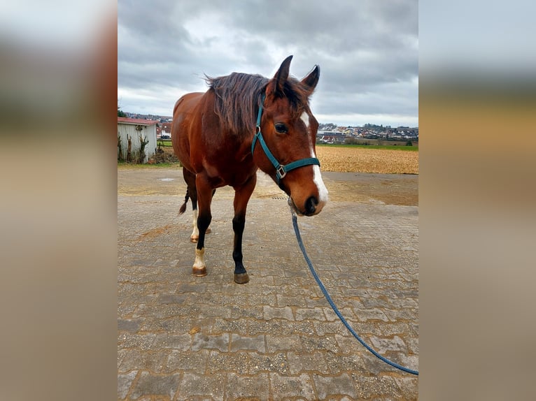 American Quarter Horse Klacz 3 lat 150 cm Gniada in Nidderau