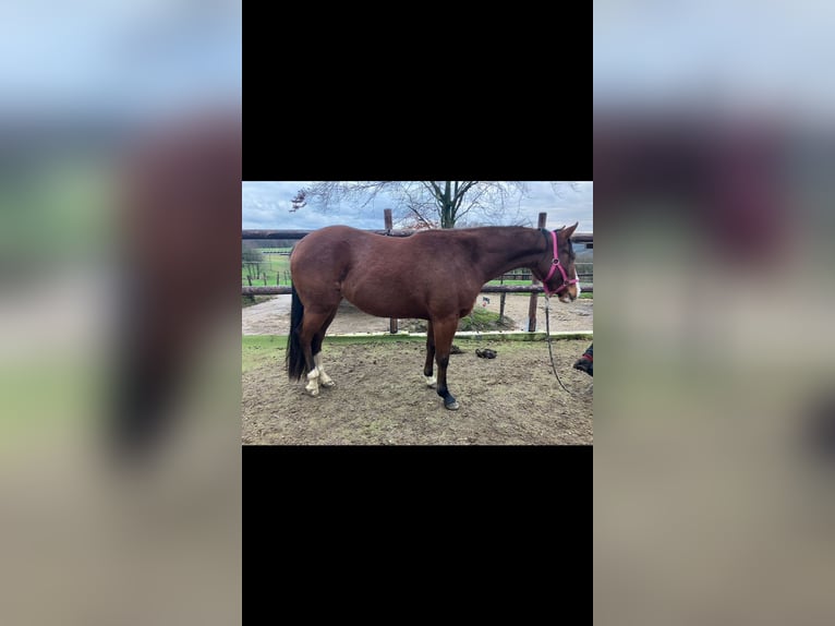 American Quarter Horse Klacz 3 lat 150 cm Gniada in Wermelskirchen