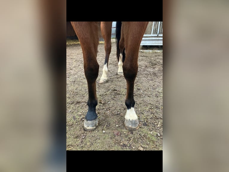 American Quarter Horse Klacz 3 lat 150 cm Gniada in Wermelskirchen