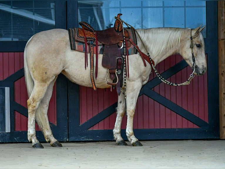 American Quarter Horse Klacz 3 lat 150 cm Izabelowata in Rebersburg