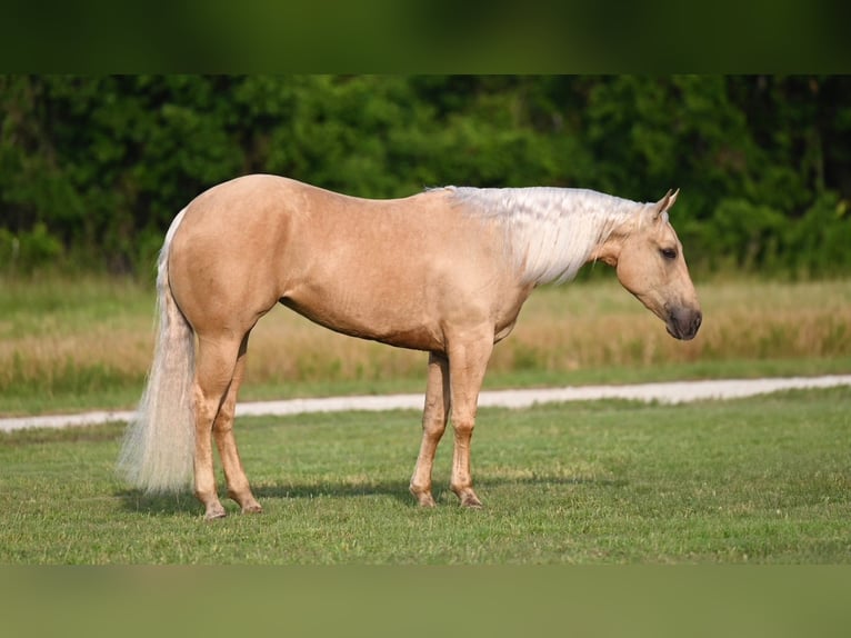 American Quarter Horse Klacz 3 lat 150 cm Izabelowata in Waco
