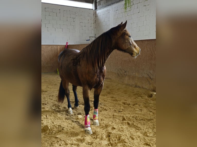 American Quarter Horse Klacz 3 lat 150 cm Jelenia in Marktbreit