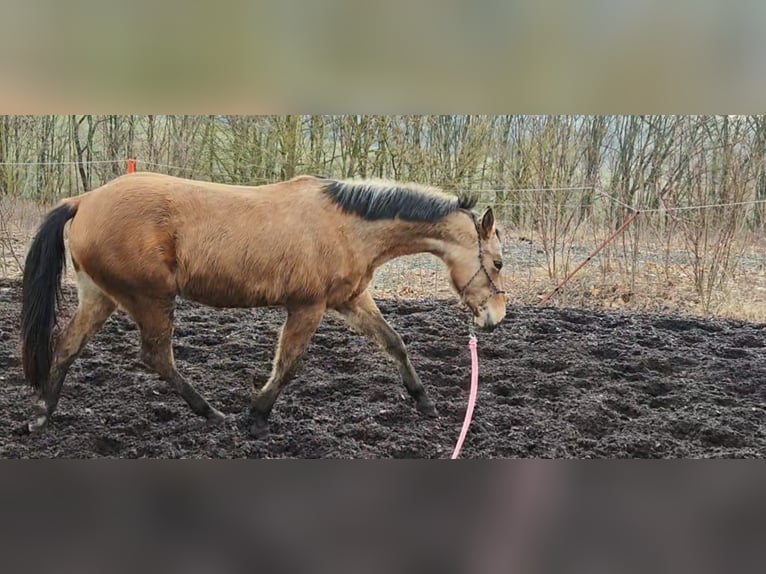 American Quarter Horse Klacz 3 lat 150 cm Jelenia in Zweibrücken