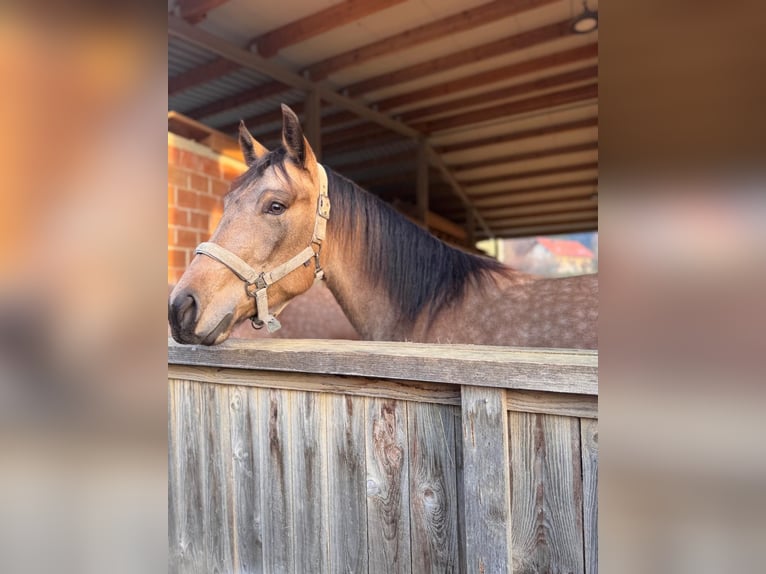 American Quarter Horse Klacz 3 lat 150 cm Jelenia in Wilhelmsburg