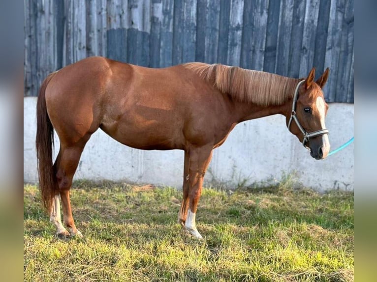 American Quarter Horse Klacz 3 lat 150 cm Kasztanowata in Kirchendemenreuth