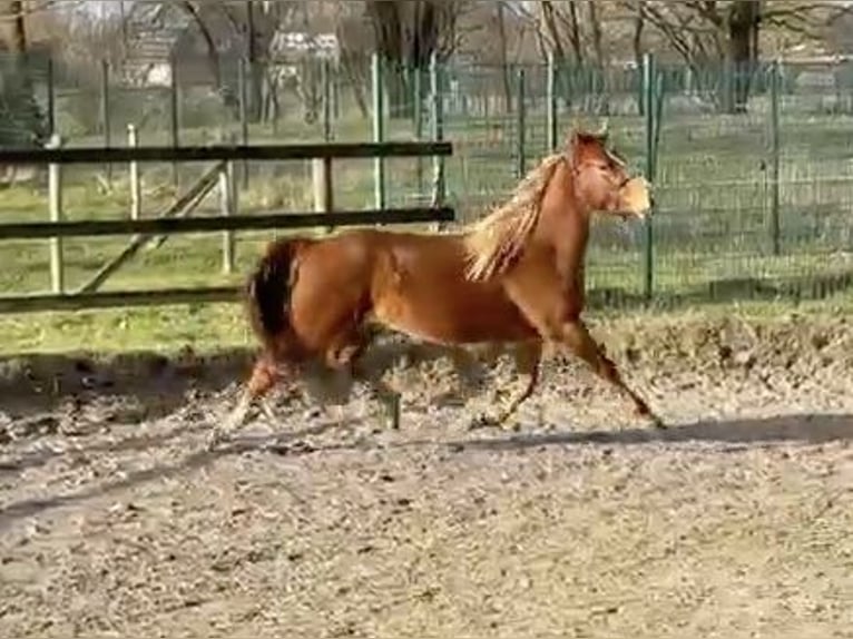 American Quarter Horse Klacz 3 lat 150 cm Kasztanowata in Rosendahl