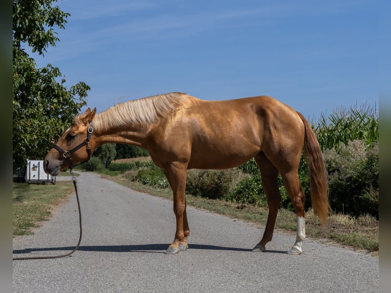 American Quarter Horse Klacz 3 lat 150 cm Kasztanowata in Kappelen