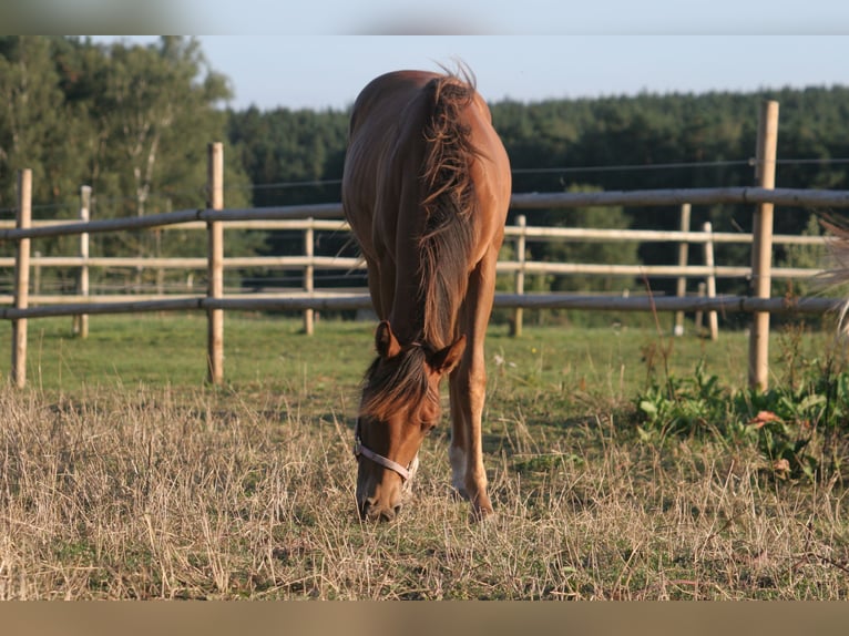American Quarter Horse Klacz 3 lat 150 cm Kasztanowata in Frassinello Monferrato