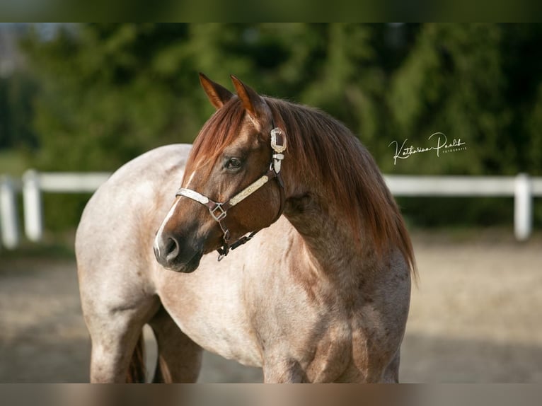 American Quarter Horse Klacz 3 lat 150 cm Kasztanowatodereszowata in Eging am See