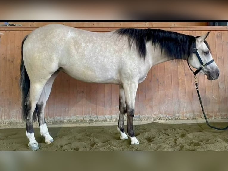 American Quarter Horse Klacz 3 lat 150 cm in Brescia