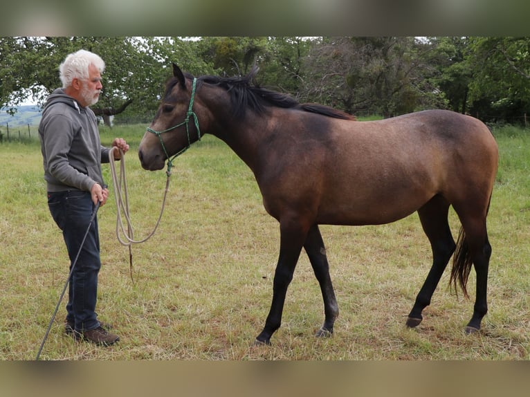 American Quarter Horse Klacz 3 lat 150 cm Siwa in Müglitztal